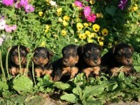 Walesi terrier - a kutya képe, a fajta leírása, a természet