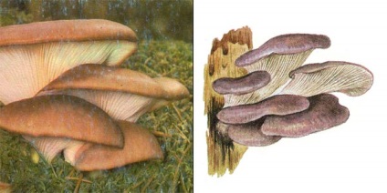 Oyster gomba, vagy osztriga gomba, vagy osztriga gomba - pleurotus ostreatus (fr