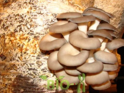 Oyster gomba (pleurotus ostreatus)