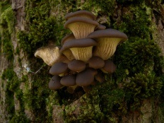 Ciuperca de ciuperci (pleurotus ostreatus)