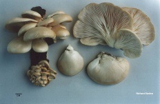 Ciuperca de ciuperci (pleurotus ostreatus)