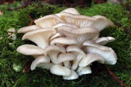 Oyster gomba (pleurotus ostreatus)