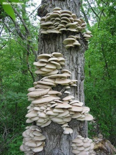 Ciuperca de ciuperci (pleurotus ostreatus)