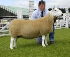Selectarea oilor pentru reproducere
