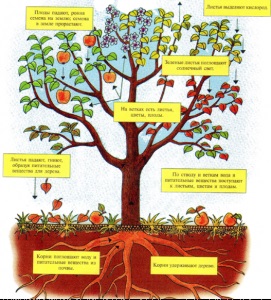 Emiterea unei reviste pentru părinți privind educația ecologică a 