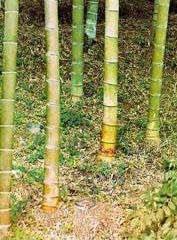 Bamboo în creștere în aer liber