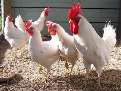 Cultivarea găinilor ouătoare ca investiție în afaceri și returnare