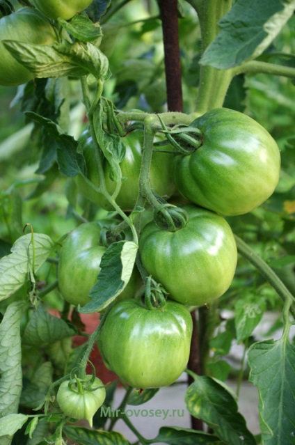 Cultivarea tomatelor (roșii)