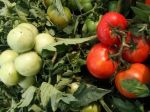Cultivarea tomatelor (roșii)
