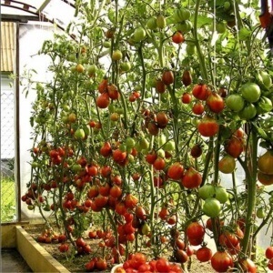 Paradicsom termesztése egy polikarbonát üvegházban a fajták kiválasztásától a betakarításig