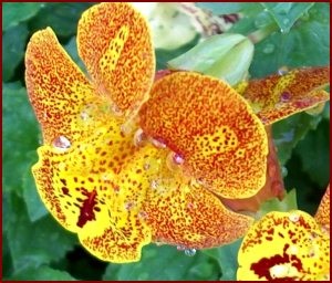 Cultivarea răsadurilor mimulus