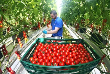 Cultivarea tomatelor într-o seră din policarbonat, de la alegerea soiului până la recoltare