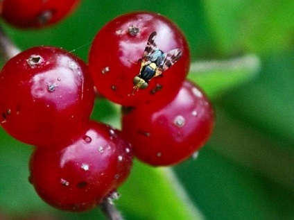 Cherry de îngrijire de la plantare înainte de recoltare, sfaturi de la fotografii