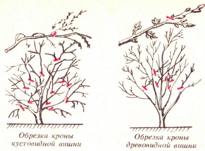 Cherry de îngrijire de la plantare înainte de recoltare, sfaturi de la fotografii