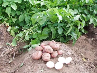 La ce oră este mai bine să începeți să plantați cartofi la ce temperatură