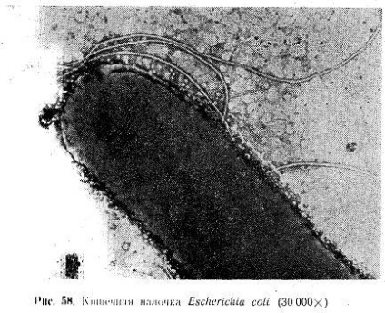 Transmiterea apei este cea mai importantă fiind transmiterea prin apă a infecțiilor intestinale