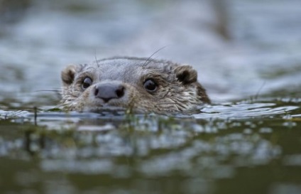 Pisici de apă (30 fotografii) - site-ul iubitorilor de animale