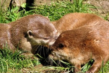 Pisici de apă (30 fotografii) - site-ul iubitorilor de animale