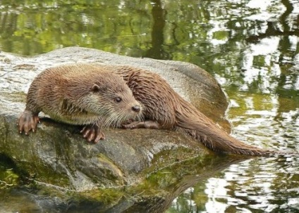 Pisici de apă (30 fotografii) - site-ul iubitorilor de animale