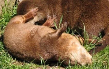 Pisici de apă (30 fotografii) - site-ul iubitorilor de animale