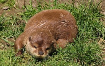 Pisici de apă (30 fotografii) - site-ul iubitorilor de animale