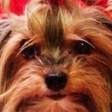 Întrebări adresate proprietarilor Yorkie - intrarea utilizatorului Julia (lanuuu) în comunitatea de animale de casă din