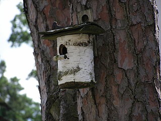 Kérdések a birdhouse készítéséről