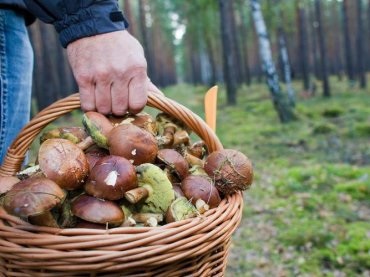 Oroszországban, a bogyók és gombák gyűjtésére, engedélyt és adókat írnak be