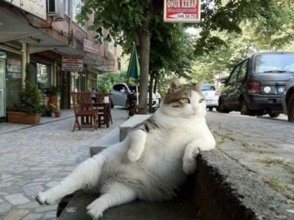 În Istanbul, un monument al unei pisici de mângâiere