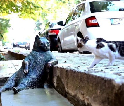 În Istanbul, un monument al unei pisici de mângâiere