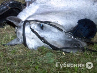 Parcul Khabarovsk a fost lovit de un cal