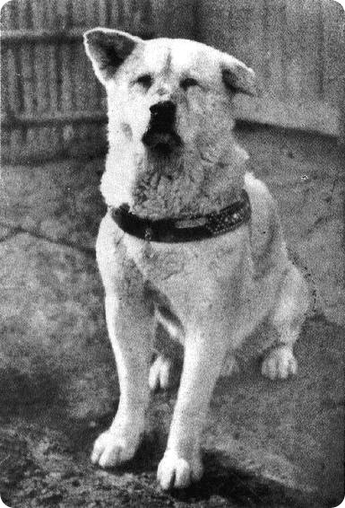 Hachiko - cel mai loial prieten - povești - pentru suflet - articole - școală de bucurie