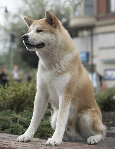 Hachiko - cel mai loial prieten - povești - pentru suflet - articole - școală de bucurie