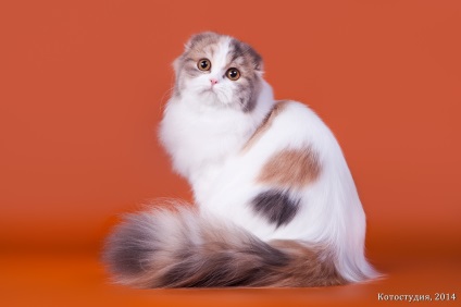 Highland Fold rasă de pisici, fotografie