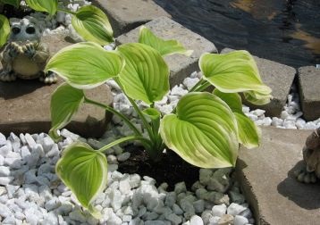 Hosta (funkia) - plante pentru plantare în recipiente