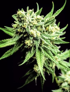 Comandați semințe de marijuana de soiuri de elită