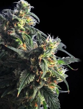 Comandați semințe de marijuana de soiuri de elită