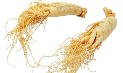 Ginseng cu rețete eficiente de prostatită și reguli de tratament