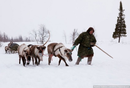 Viața nord-nomadilor în tundră, știință și viață