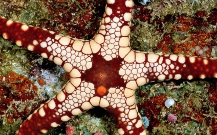 10 Fapte despre steaua de mare este interesant!