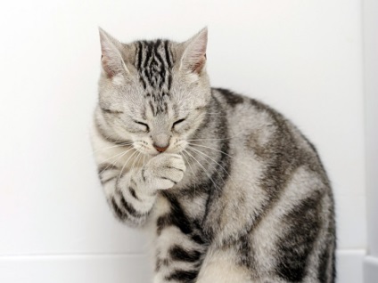 10 mituri stupide despre pisici, în care aproape toți cred - factum