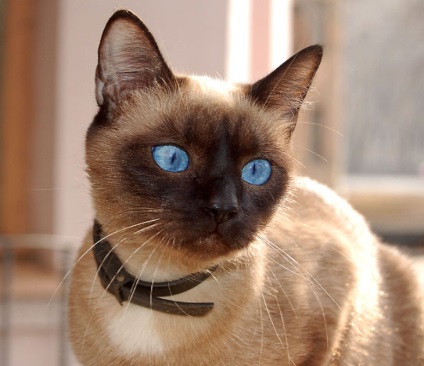 10 mituri stupide despre pisici, în care aproape toți cred - factum