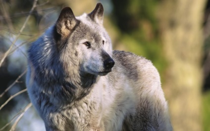 20 Szokatlan tények a farkasokról, az önkéntesek egy menedékház csalók számára, közösség