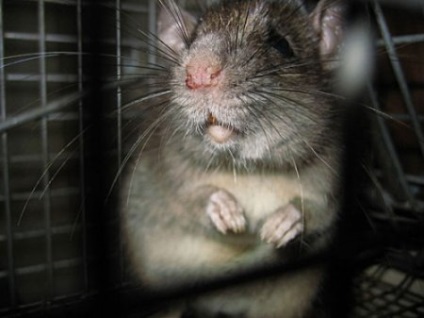 25 Fapte despre șobolani