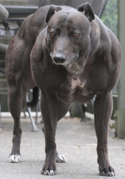 Hellhound din Canada