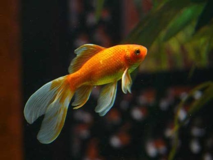 Akváriumi halak, mint egy kisállat a gyermek számára - csoda