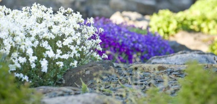 Dealul alpin, grădina de rock din țară, plantele pentru dealul alpine