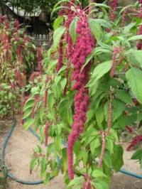 Îngrijirea amarantului, cultivarea, udarea, plantarea acasă