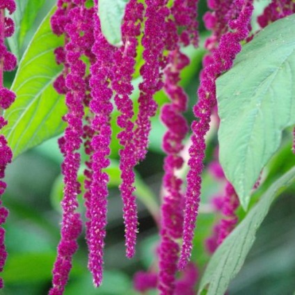 Îngrijirea amarantului, cultivarea, udarea, plantarea acasă