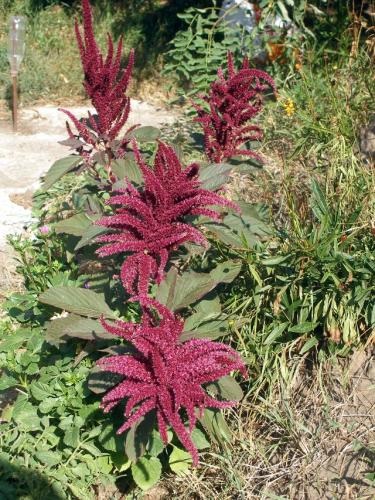 Îngrijirea amarantului, cultivarea, udarea, plantarea acasă